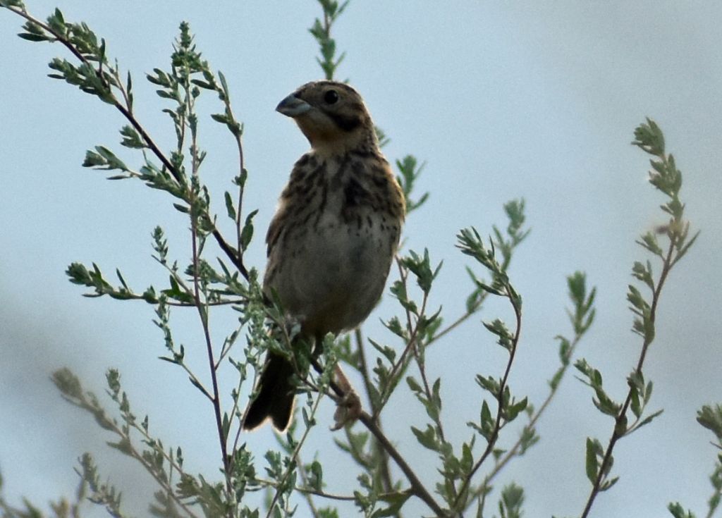 Strillozzo (Emberiza calandra) ?  S !